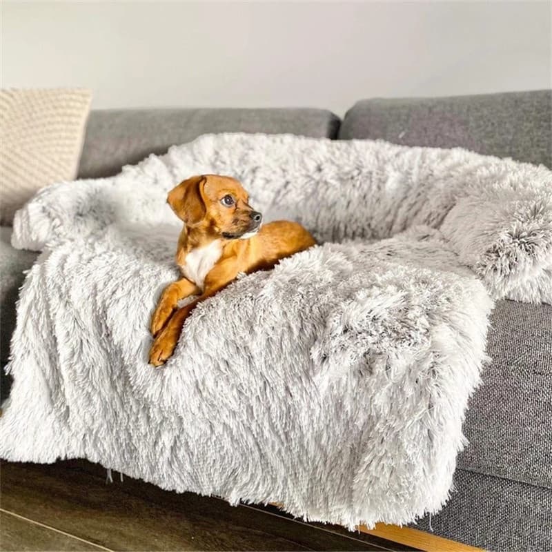 Dog Bed in a warmly lit living room